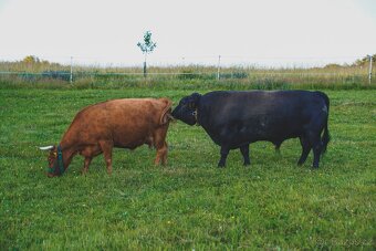 Rezervace na dexter jalovice s POP na rok 2026 - 7