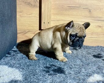 TOP francouzský buldoček s PP FCI - 7