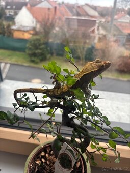 Pagekoni terarium + 3 gekoni - 7