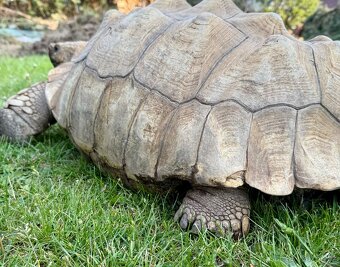 ‼️ Želva ostruhatá (Centrochelys sulcata) ‼️ - 7