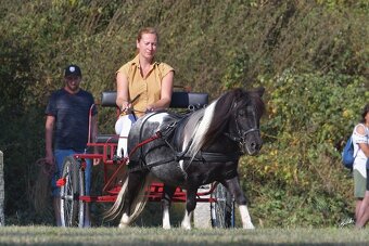 Klisna shetland pony - 7