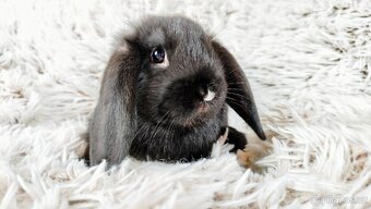Zakrslý beránek, králíček, králík - PEGGY - 7