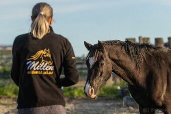 Valach Welsh Cob 3,5 roku - 7