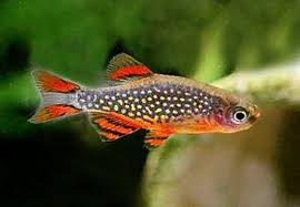 Aktuální nabídka akvarijních rybek,šneků,krevet - 7