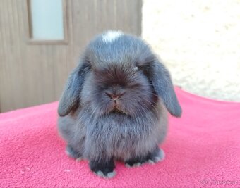 Zakrslý beránek, králíček, králík - ELLA - 7