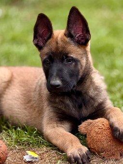 BELGICKÝ OVČÁK MALINOIS - 7