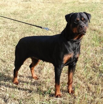Šteniatka Rottweilera, Rottweiler, Rotvajler,Rottweiler s PP - 7