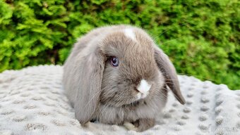 Zakrslý beránek, králíček, králík - ŇUFÍK - 7