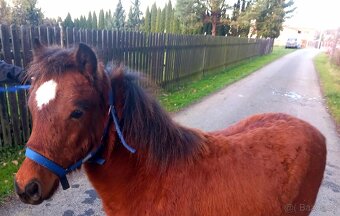 Klisnička - hnědka WPB - 7