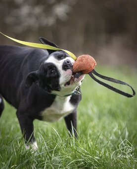 Kříženec molose - 7