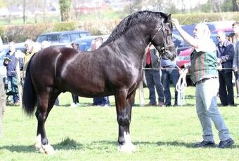 Welsh Cob klisna - 6 let - 7