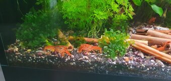 Cambarellus patzcuarensis var. Orange (CPO) - 7