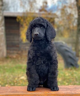 Pudl královský - 7