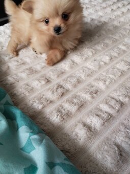 Pomeranian mini Boo - 7