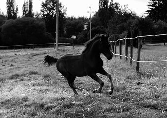Welsh pony (C) hřebeček - 7