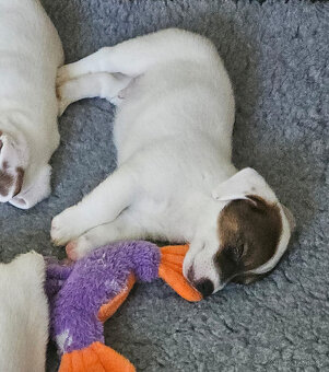 Prodám štěně (pejska) Jack Russell teriéra s PP - 7