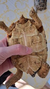 Zelva pardali 2022 - 7