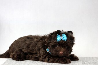 jorkšírský terrier s PP - 7