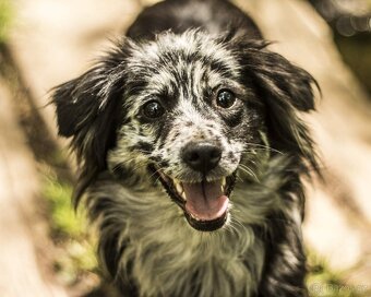 Pyrenejský ovčák - štěňátka s PP - 7