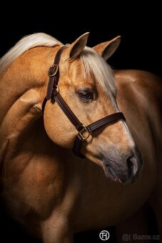 QH hřebec do sportu - TOP cowhorse/reining původ, super cena - 7