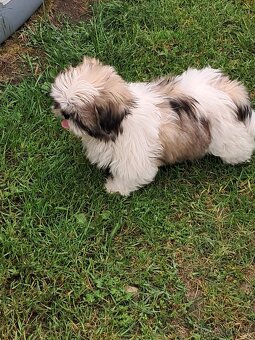 Shih-tzu,sicu,shi-tzu - 7