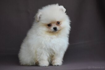 Pomeranian - 7