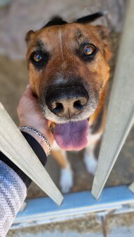 RON K ADOPCI - vděčný mazel, parťák, vhodný k dětem - 7