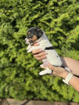 Jack Russell teriéra - 7
