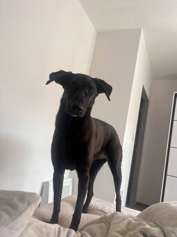 Adopce - 7