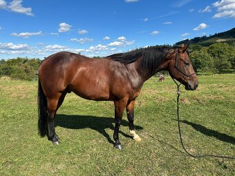 Valach QH 4,5 roku - 7