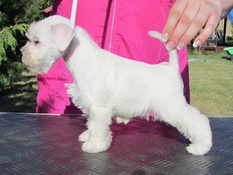 Knírač malý bílý s PP - CHS Švarcava - 7