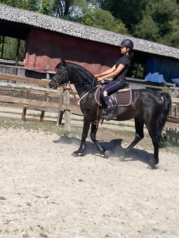 Equanadi-arabsky zrebec - 7