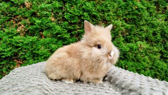Zakrslý králík, králíček -(lvíček)-TESSIE - 7