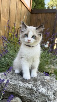 Kocourek plemene Ragdoll - 7