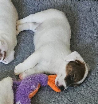 Prodám štěně (pejska) Jack Russell teriéra s PP - 7