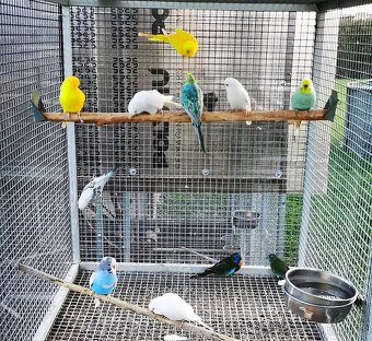 Andulka vlnkovaná TCB modrá řada, TCB krajková - 7