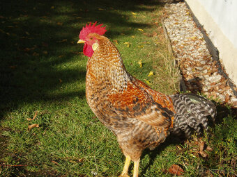 Prodám kohouta do chovu - 7