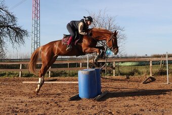Prodám sedmiletou klisnu do vyššího sportu - 7