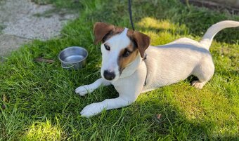 Jack Russell teriér - 7