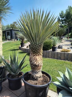 Sabal brazoriensis yucca juka - 7