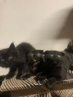 Britská koťátka - 7