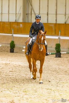 3 letý valach na prodej - 7