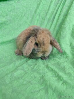 Vymazlení zakrslí králíčci - minilop, beranek, teddy - 7