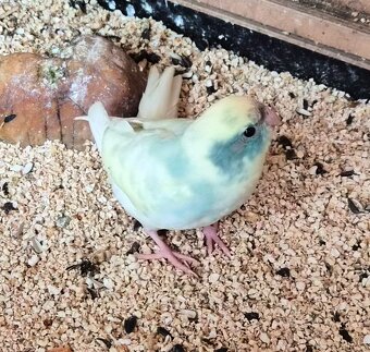 Kakariki rudočely - 7