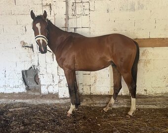 4 letý vlach po Le patron obsednut - 7