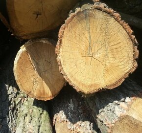 Suché palivové dřevo, dřevo na uzení, dubové kůly - 7