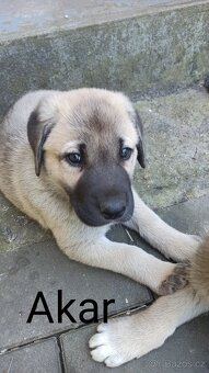 Kangal štěňata - 7