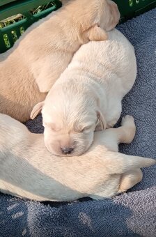 Labrador retrívr - bílé štěňátka bez PP - 7