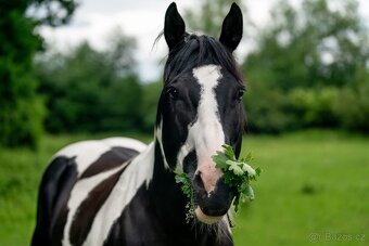 Líbivý Paint Horse hřebeček, APH - 7