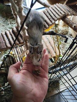 Prodej - osmák degu a klec - 7